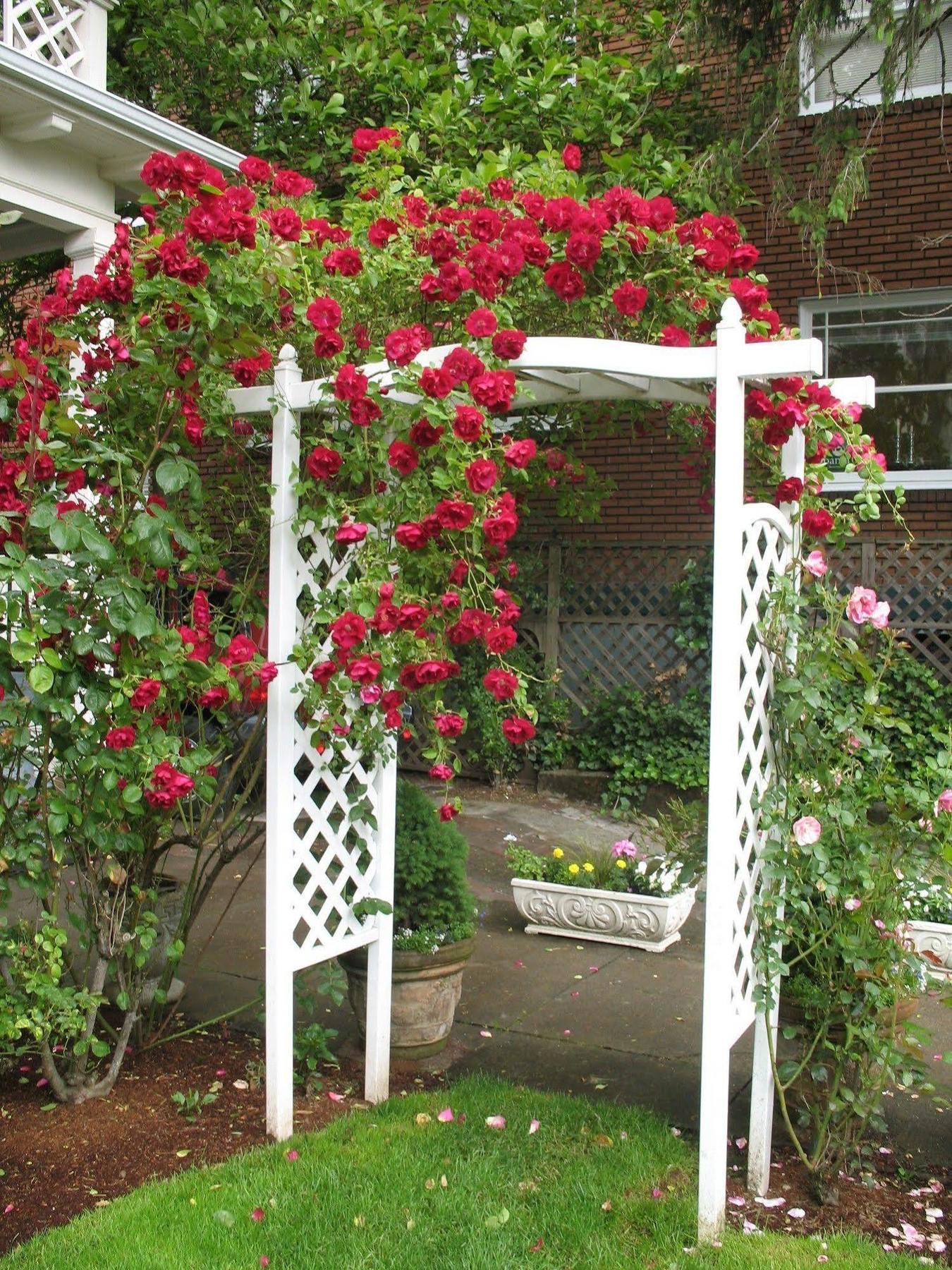 Lion And The Rose Victorian Guest House Portland Extérieur photo